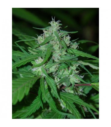 Nepal Highland  10 u. reg. Cannabiogen (Agotado en origen)