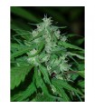 Nepal Highland  10 u. reg. Cannabiogen (Agotado en origen)