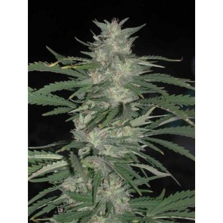 Nepal Jam  10 u. reg. Cannabiogen