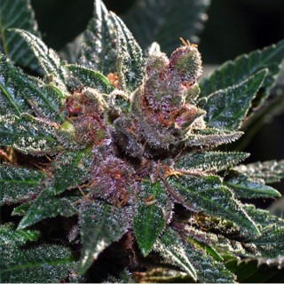 Pakistan Chitral Kush  10 u. reg. Cannabiogen