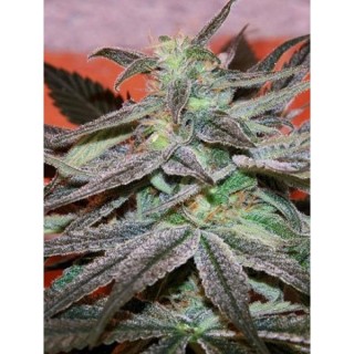 Panama D.C.  10 u. reg. Cannabiogen