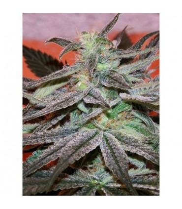 Panama D.C.  10 u. reg. Cannabiogen