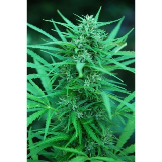 Panama  10 u. reg. Cannabiogen