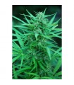 Panama  10 u. reg. Cannabiogen