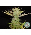 Reclining Buddha  10 u. reg. Soma Seeds