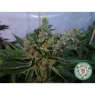 White Willow  10 u. reg. Soma Seeds