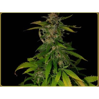 Kilimanjaro  10 u. reg. Soma Seeds