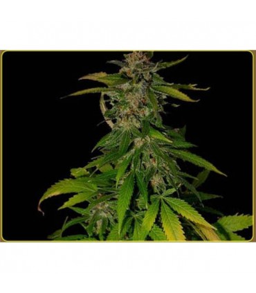 Kilimanjaro  10 u. reg. Soma Seeds