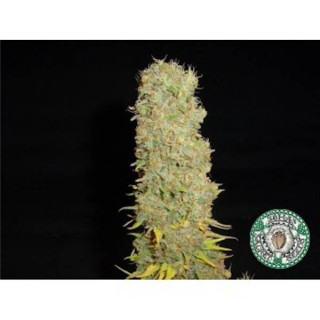 Big Kahuna  10 u. reg. Soma Seeds