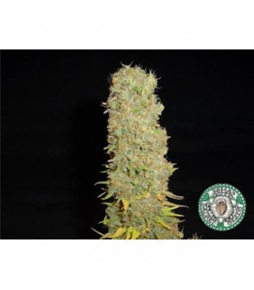 Big Kahuna  10 u. reg. Soma Seeds