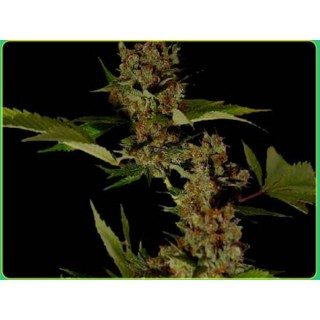 Free Tibet  10 u. reg. Soma Seeds