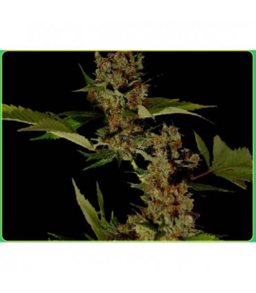 Free Tibet  10 u. reg. Soma Seeds