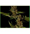 Free Tibet  10 u. reg. Soma Seeds