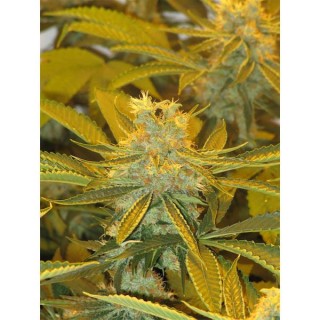 Afghan Delight  10 u. reg. Soma Seeds