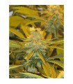 Afghan Delight  10 u. reg. Soma Seeds