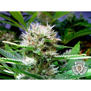 Buddha Sister  10 u. reg. Soma Seeds