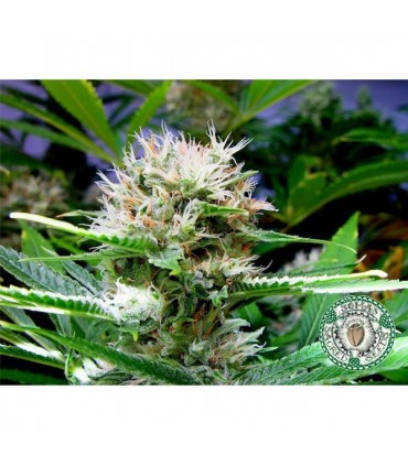 Buddha Sister  10 u. reg. Soma Seeds