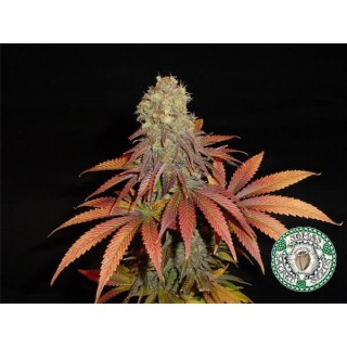 Rock Bud  10 u. reg. Soma Seeds
