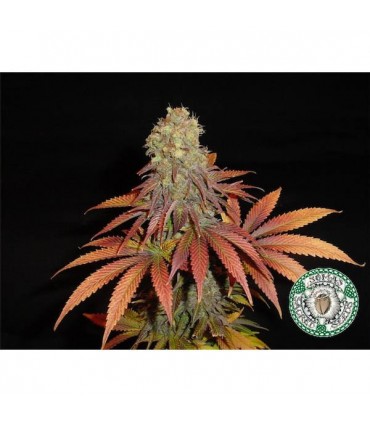 Rock Bud  10 u. reg. Soma Seeds