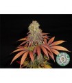 Rock Bud  10 u. reg. Soma Seeds