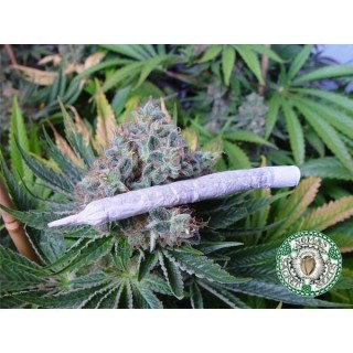 White Light  10 u. reg. Soma Seeds