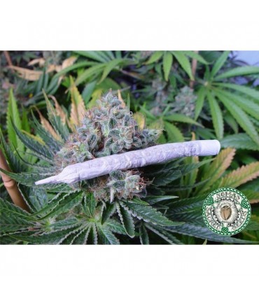 White Light  10 u. reg. Soma Seeds