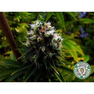 Citralah  10 u. reg. Soma Seeds
