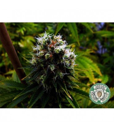 Citralah  10 u. reg. Soma Seeds