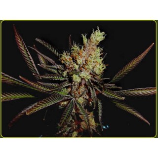 Amethyst Bud  10 u. reg. Soma Seeds
