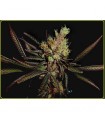 Amethyst Bud  10 u. reg. Soma Seeds