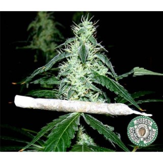 Hash Heaven  10 u. reg. Soma Seeds