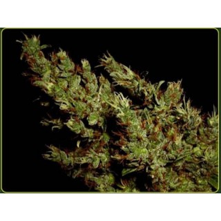 Haze Heaven  10 u. reg. Soma Seeds