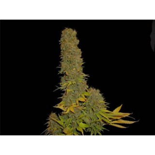 Kahuna 9 -  10 u. reg. Soma Seeds