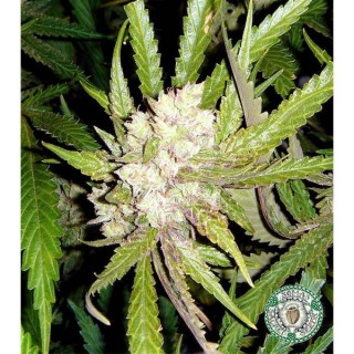 Sogouda  10 u. reg. Soma Seeds