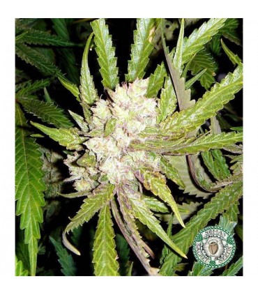 Sogouda  10 u. reg. Soma Seeds