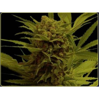 Somanna  10 u. reg. Soma Seeds