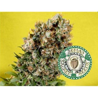 Somativa  10 u. reg. Soma Seeds
