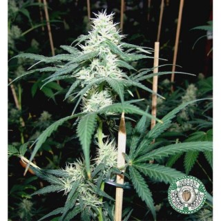 Somaui  10 u. reg. Soma Seeds