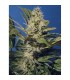 Chocolate Chunk  10 u. reg. T.H. Seeds