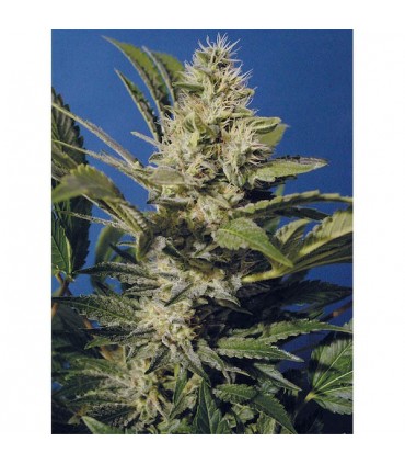 Chocolate Chunk  10 u. reg. T.H. Seeds
