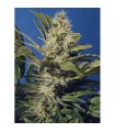 Chocolate Chunk  10 u. reg. T.H. Seeds