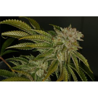 Mk - Ultra  10 u. reg. T.H. Seeds
