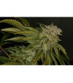 Mk - Ultra  10 u. reg. T.H. Seeds