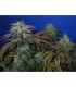 Heavy Duty  Fruity  10 u. reg. T.H. Seeds