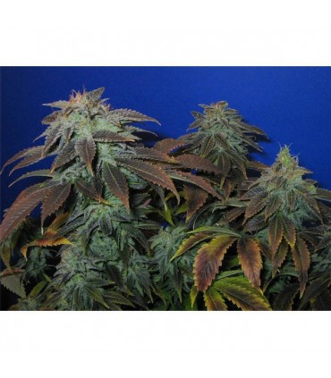 Heavy Duty  Fruity  10 u. reg. T.H. Seeds