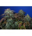 Heavy Duty  Fruity  10 u. reg. T.H. Seeds