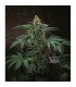 Bubblegum  10 u. reg. T.H. Seeds
