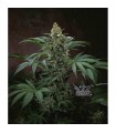 Bubblegum  10 u. reg. T.H. Seeds