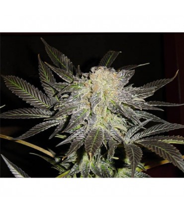 Mendocino Madness  10 u. reg. T.H. Seeds