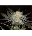 Mendocino Madness  10 u. reg. T.H. Seeds